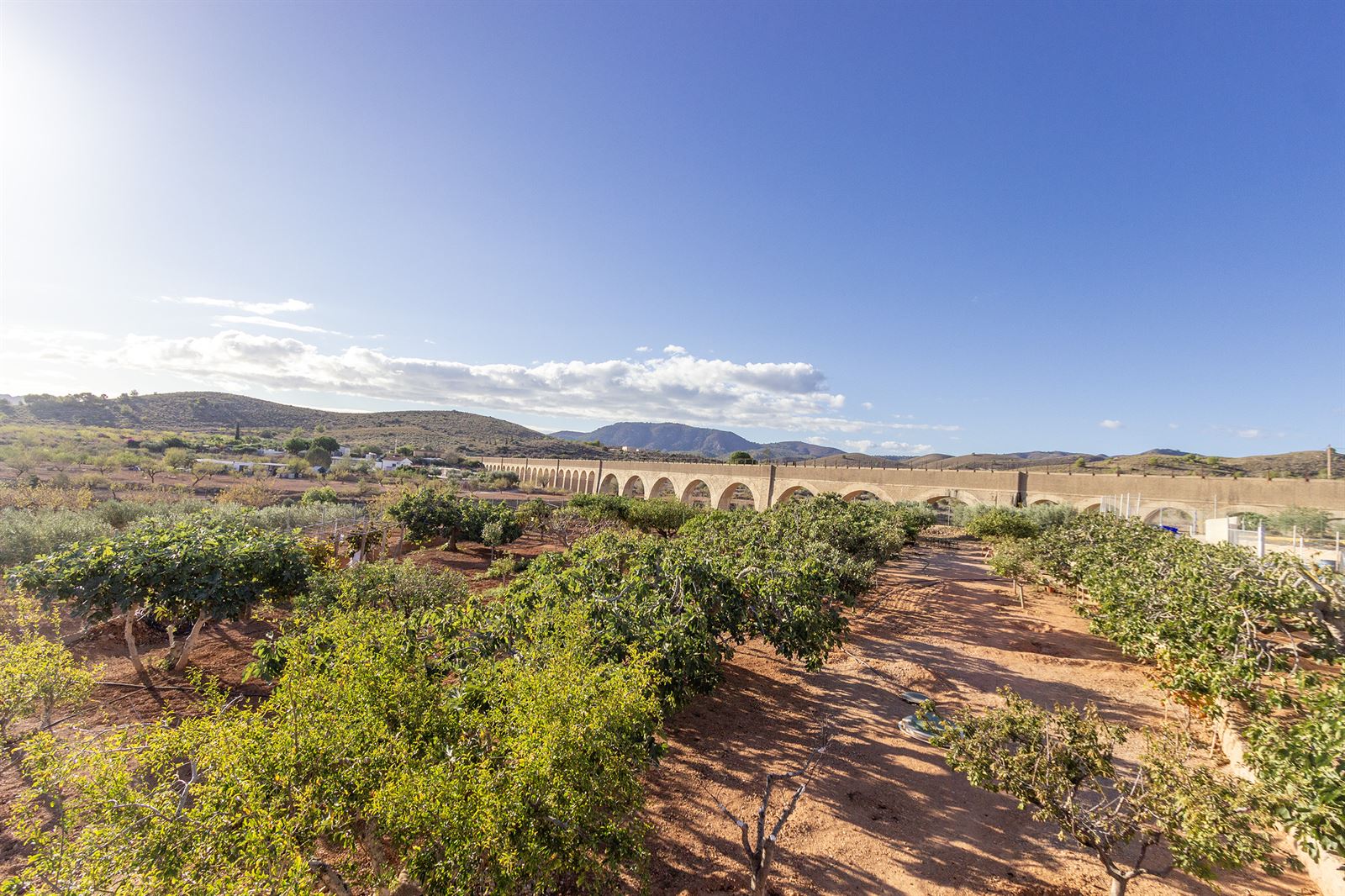 Casa Rural "El Olivo Centenario": imagen 44